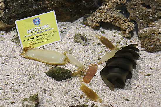 Viele "Schneider" im SEA LIFE München bei der Zählung  (©Foto: SEA LIFE München)